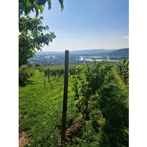 Rheinsteig 20.08.2023